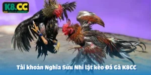 Nằm mơ có thật - Tài khoản Nghĩa Sửu Nhi lật kèo Đá Gà K8CC ăn trọn 100 triệu